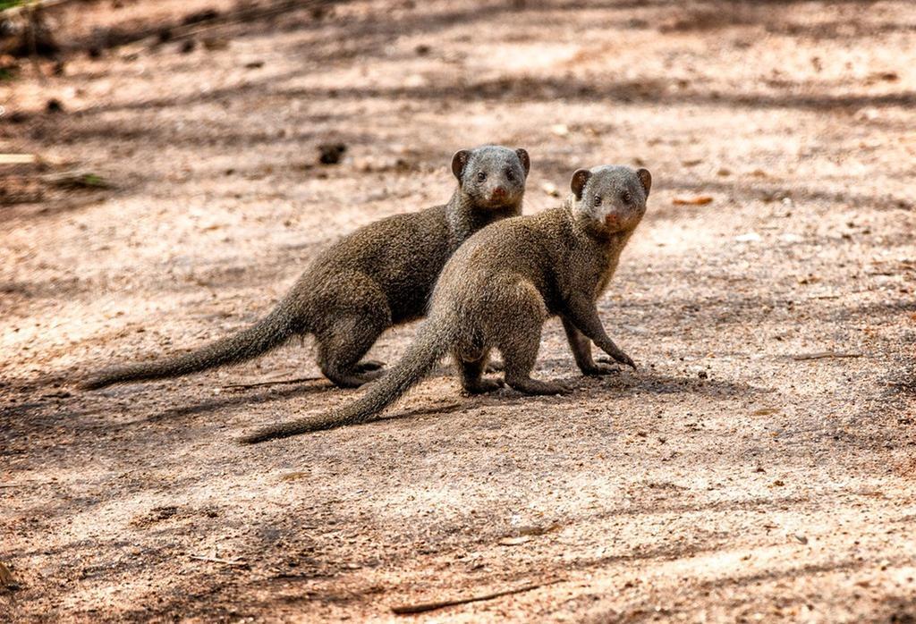 Honeyguide Tented Safari Camp - Khoka Moya Заповедник Маньелети Экстерьер фото