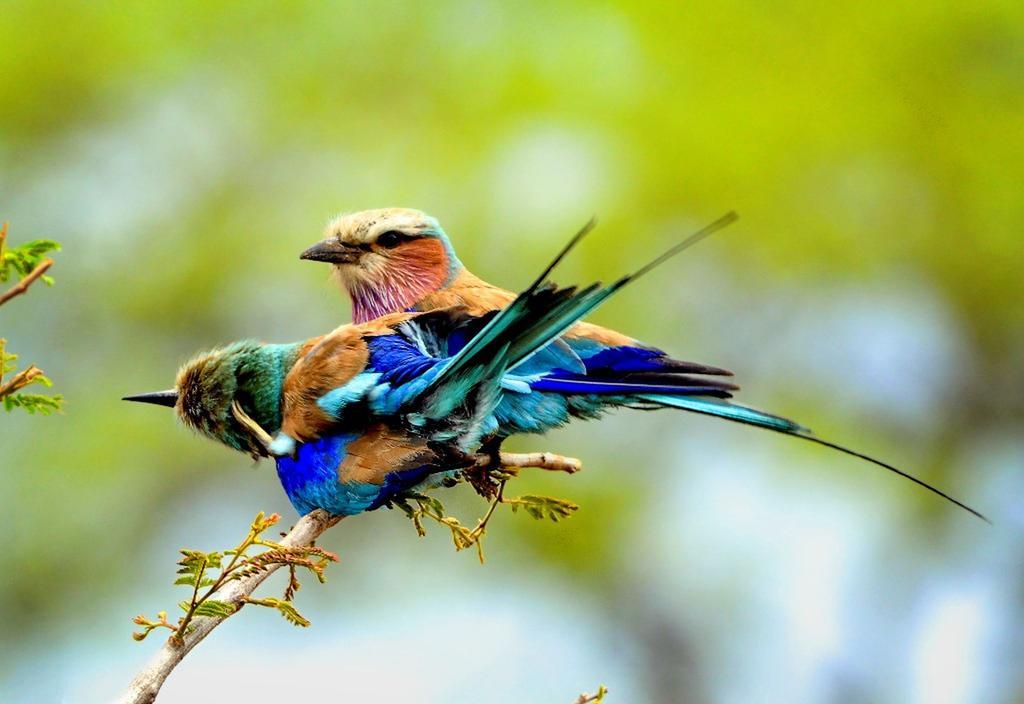 Honeyguide Tented Safari Camp - Khoka Moya Заповедник Маньелети Экстерьер фото