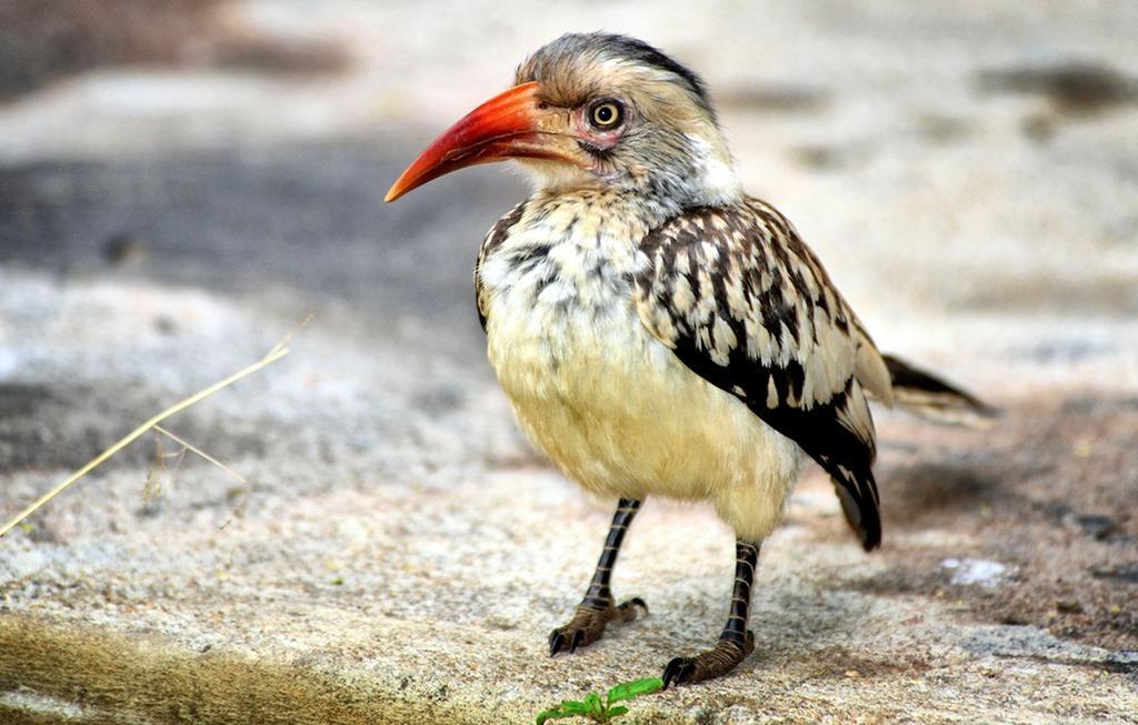 Honeyguide Tented Safari Camp - Khoka Moya Заповедник Маньелети Экстерьер фото