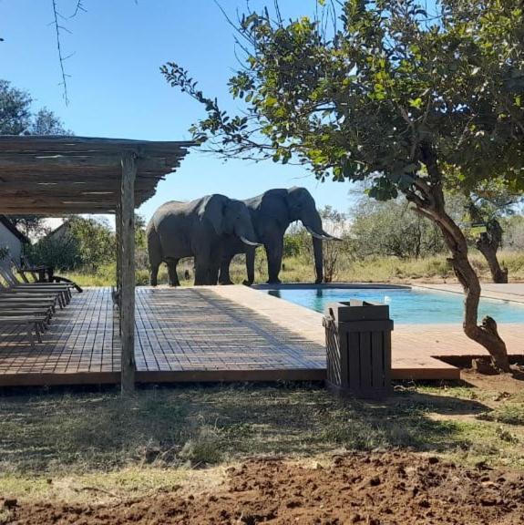 Honeyguide Tented Safari Camp - Khoka Moya Заповедник Маньелети Экстерьер фото
