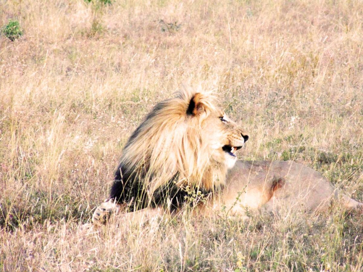 Honeyguide Tented Safari Camp - Khoka Moya Заповедник Маньелети Экстерьер фото