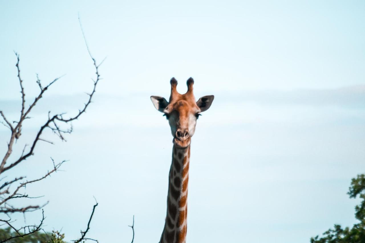 Honeyguide Tented Safari Camp - Khoka Moya Заповедник Маньелети Экстерьер фото
