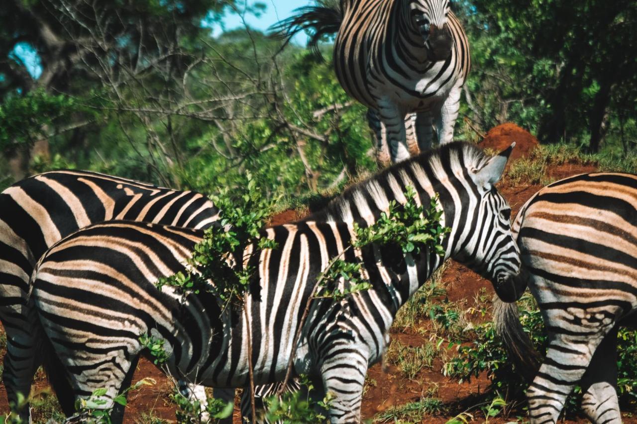 Honeyguide Tented Safari Camp - Khoka Moya Заповедник Маньелети Экстерьер фото