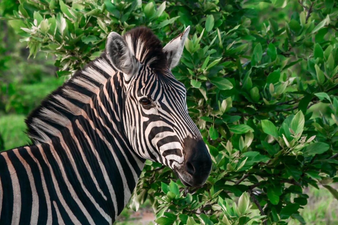 Honeyguide Tented Safari Camp - Khoka Moya Заповедник Маньелети Экстерьер фото