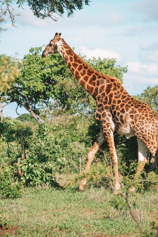 Honeyguide Tented Safari Camp - Khoka Moya Заповедник Маньелети Экстерьер фото
