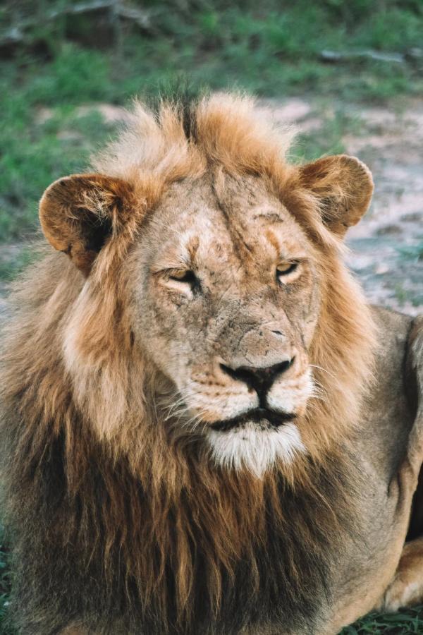 Honeyguide Tented Safari Camp - Khoka Moya Заповедник Маньелети Экстерьер фото