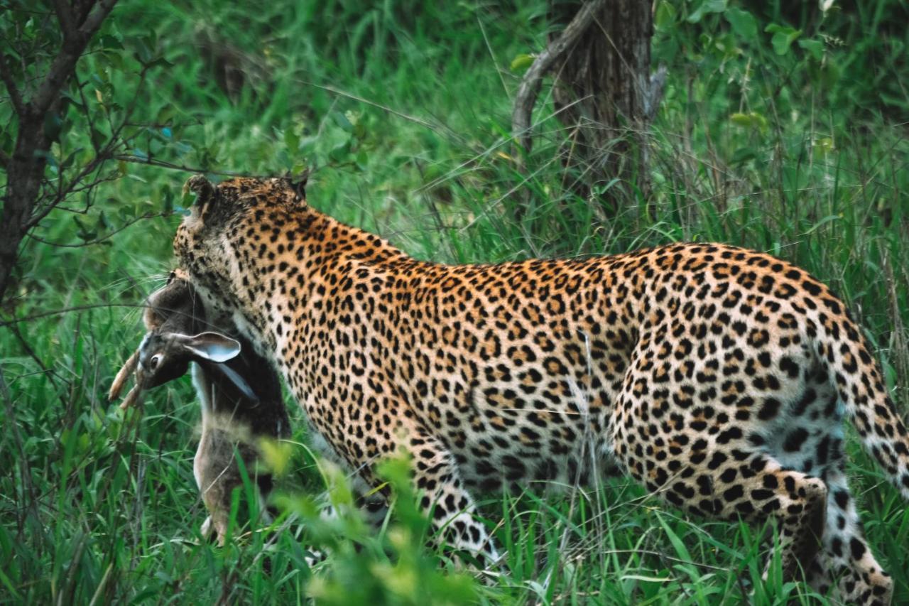 Honeyguide Tented Safari Camp - Khoka Moya Заповедник Маньелети Экстерьер фото